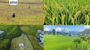 धान सुपरजोन राजापुर : अन्नको भण्डार बर्दियामा मनमोहक फाँट