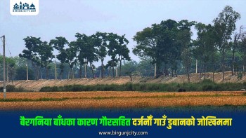 भारतीय पक्षले बैरगनिया सीमाको बाँध झन् अग्लो बनायो, गौरसहित दर्जनौँ नेपाली बस्ती डुबानको जोखिममा