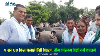 १ सय ४० किसानलाई जीविकोपार्जन सुधारका लागि भैंसी वितरण,तीन वर्षसम्म बिक्री गर्न नपाइने
