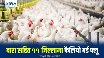 बर्ड फ्लुको प्रमुख केन्द्र बन्दै बारा, नियन्त्रणका लागि सरकारको विशेष सतर्कता