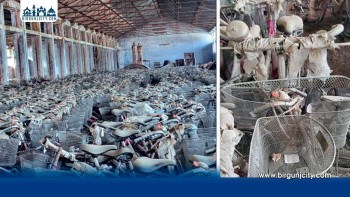 ‘बेटी बचाऊ, बेटी पढाऊ’ अभियानका साइकल ५ वर्षदेखि गोदाममै थन्किए, जीर्ण बन्दै