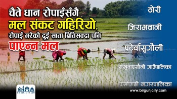 चैते धान रोपाइँसँगै मल संकट गहिरियो, रोपाइँ गरेको दुई साता बितिसक्दा पनि पाएन्न मल  (भिडियो रिपोर्ट)