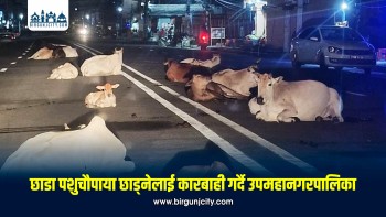 छाडा पशु नियन्त्रणमा जनकपुर उपमहानगरको कडाइ, ५ सयभन्दा बढी पशु नियन्त्रणमा, ७ लाख रुपैयाँ जरिवाना असुल