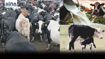 युवाहरू गाईपालनतर्फ आकर्षित: मासिक आम्दानीका नयाँ अवसर