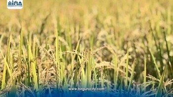 चाडपर्वको रौनकसँगै किसानलाई धान भित्र्याउने चिन्ता