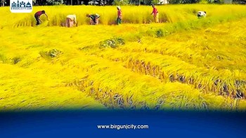 किसानलाई मौसमको मार : रोप्दा पानीको अभाव, काट्दा वर्षाको चिन्ता