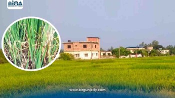 दर्ता नभएको सोना मन्सुली धानमा रोगको प्रकोप