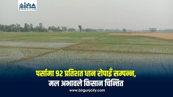 पर्सामा ९२ प्रतिशत धान रोपाइँ सम्पन्न, मल अभावले किसान चिन्तित