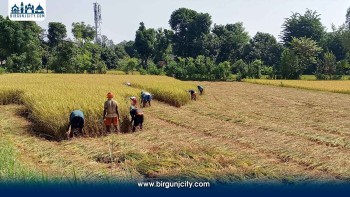 सर्लाहीमा धान भित्र्याउन कामदार अभाव, पाकेको बाली खेतमै