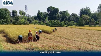 भारी वर्षाको पूर्वानुमानपछि सर्लाहीका किसानलाई धान भित्र्याउने चटारो