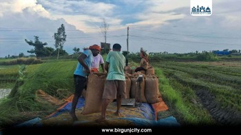 समर्थन मूल्य नपाउँदा पर्साका किसान सस्तोमै चैते धान बेच्न बाध्य