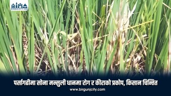 पर्सागढीमा सोना मन्सुली धानमा रोग र कीराको प्रकोप, किसान चिन्तित