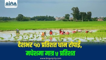 देशभर १० प्रतिशत धान रोपाइँ सम्पन्न, मधेशमा मात्र ५ प्रतिशत