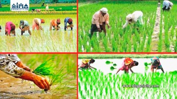 मधेश प्रदेशमा ४.३६ प्रतिशत मात्रै धान रोपाइँ