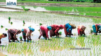 बारामा लक्ष्यभन्दा बढी क्षेत्रफलमा धान रोपाइँ