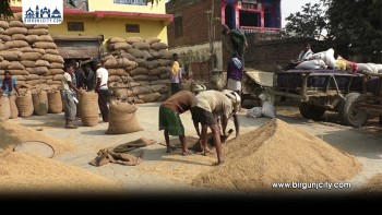 सप्तरीका किसान न्यूनतम समर्थन मूल्य नपाएर मारमा