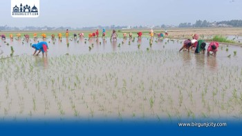 चैते धान रोपाइँसँगै मल संकट गहिरियो, रोपाइँ गरेको दुई साता बितिसक्दा पनि पाएन्न मल