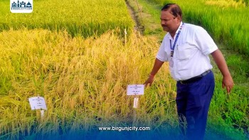 धान उत्पादनमा गिरावट, नयाँ जात विकास गर्न अनुसन्धान तीव्र