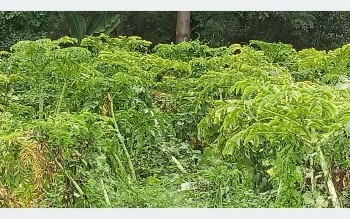 ओल खेतीमा महोत्तरीका किसानको बढ्यो सक्रियता