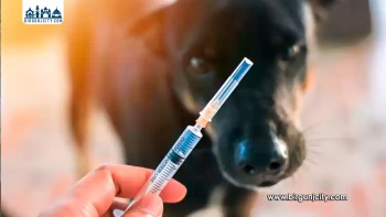 जीतपुरसिमरामा निःशुल्क रेबिज खोप शिविर सञ्चालन हुँदै