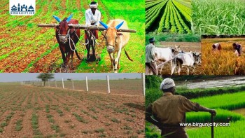 मधेशमा सिँचाइ संकट गम्भीर: ५१% भन्दा बढी जमिन अझै पानीविहीन