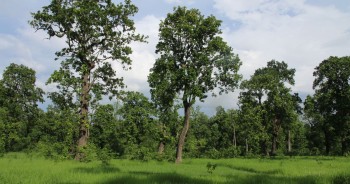 मधेस प्रदेशको ४४२ हेक्टर वनक्षेत्र अतिक्रमण मुक्त