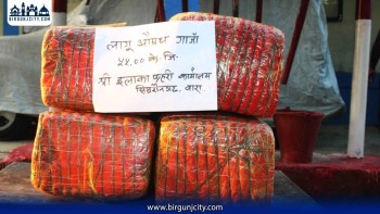 ५५ किलो गाँजासहित एक जना पक्राउ