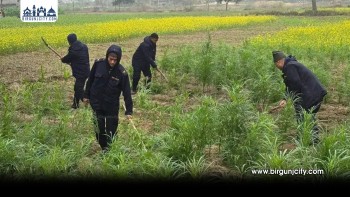 पर्सामा लागूऔषध गाँजा खेती नष्ट गर्ने प्रहरीको अभियान पुनः सुरु