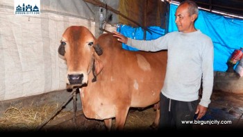 चितवनको गोठमा भारतीय नश्लका गीर गाई, किसानको फरक प्रयोग