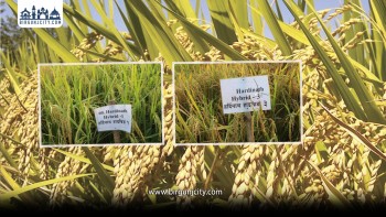 छोटो अवधिमा पाक्ने धानको परीक्षण सुरु, उत्पादन बढाउने लक्ष्य