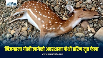 निजगढमा गोली लागेको अवस्थामा पोथी हरिण मृत फेला, वन कार्यालयद्वारा अनुसन्धान सुरु