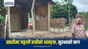 सप्तरीमा जङ्गली हात्तीको आतंक, एक सातादेखि त्रासमा स्थानीय