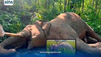 एकै महिनामा तीन जंगली भाले हात्ती मारिए, संरक्षणमा चिन्ता