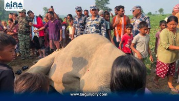सर्लाहीमा चोटपटक लागेको अवस्थामा भाले हात्ती मृत फेला