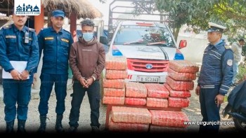 बारामा २०३ केजी गाँजा बरामद, पिकअप चालक पक्राउ