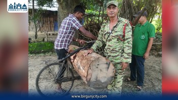 काठ तस्करीको नयाँ शैली : सालको गोलिया बोक्न परिमार्जित साइकल प्रयोग