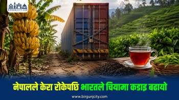 भारतीय केरामा नेपालको कडाइपछि नेपाली चियामाथि भारतको नयाँ अवरोध