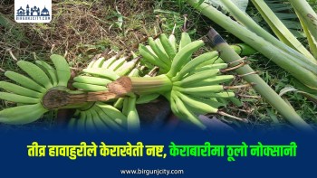 तीव्र हावाहुरीले केराखेती नष्ट, कृषकको करोडौँको नोक्सानी