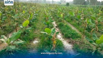 महोत्तरीमा बढ्दै केराखेतीप्रति किसानको आकर्षण