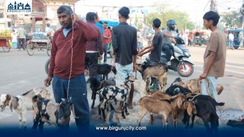 दशैं सुरु भएसँगै वीरगंजको घण्टाघरमा बोका–खसीको कारोबार