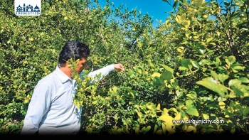 वन्यजन्तुको आतंकपछि किसानले रोजे कागती खेती