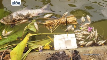 छठ पर्वकै दिन सिरहामा पोखरीमा विष हालेर २५ क्विन्टल माछा मारे,  ७ लाख ५० हजार रुपैयाँको क्षति