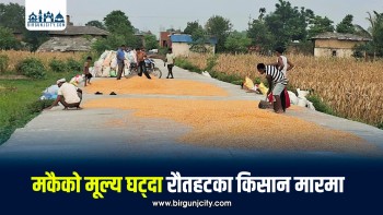 मकैको मूल्य घट्दा रौतहटका किसान मारमा