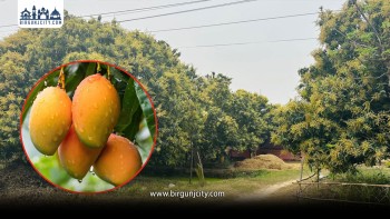 मधेसमा ‘मधुवा रोग’का कारण आँप उत्पादन घट्ने कृष्ककाे अनुमान