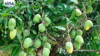 मधुवा रोगका कारण आँप उत्पादन घट्ने संकेत