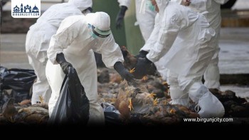 बर्डफ्लु संकट गहिरिँदै : मधेशमा उच्च सतर्कता, १ लाख १३ हजार पन्छी नष्ट