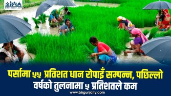 पर्सामा ५५ प्रतिशत धान रोपाइँ सम्पन्न, गत वर्षभन्दा ५ प्रतिशत कम