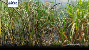 सर्लाहीमा उखु खेतमा भीषण आगलागी, २० बिघा उखु नष्ट