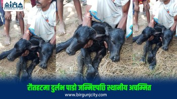 भैंसीले जन्मायो दुईवटा टाउको भएको पाडो
