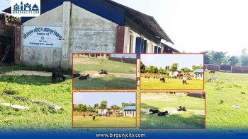 विद्यालय कि गोठ ? ९ वर्ष बितिसक्दा पनि विद्यालयको अवस्था उस्तै,  परिसरमै गाईभैंसी तथा बाख्रा